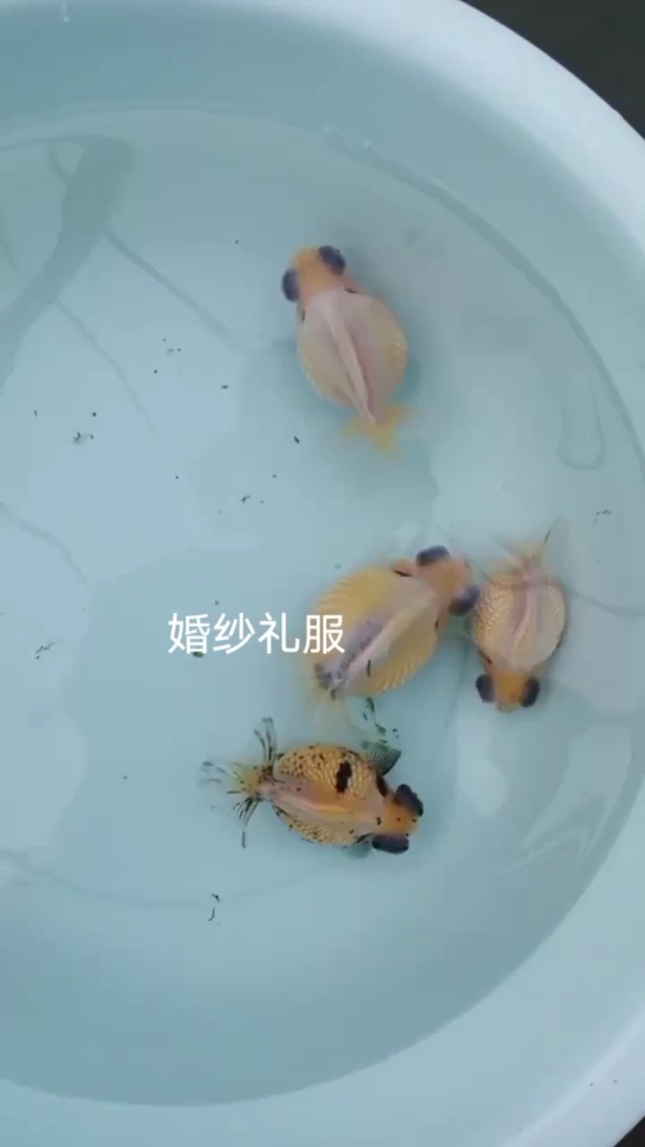 龍珠
