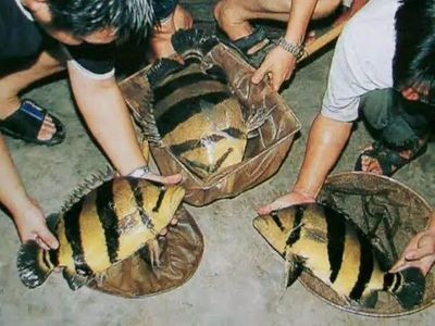 虎魚野生的跟養殖的哪個好:野生虎魚和養殖虎魚各有優缺點, 虎魚百科 第1張 虎魚野生的跟養殖的哪個好:野生虎魚和養殖虎魚各有優缺點, 虎魚野生的跟養殖的哪個好:野生虎魚和養殖虎魚各有優缺點, 虎魚百科 第1張
