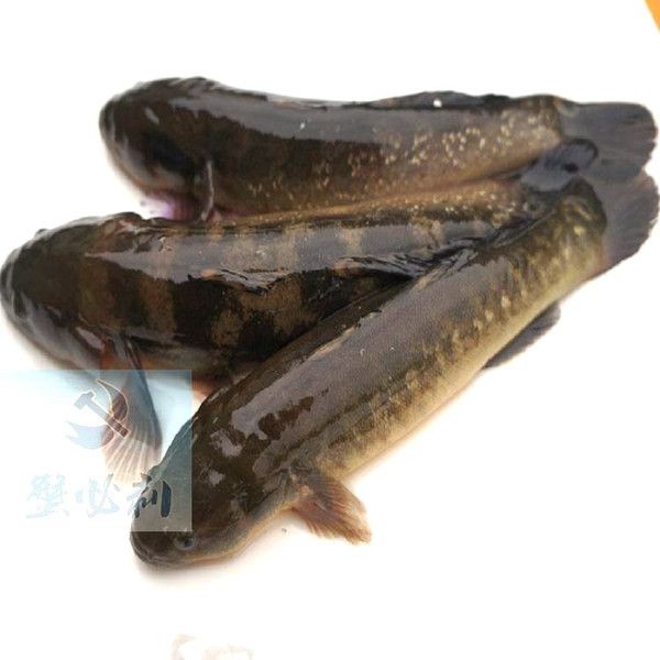 虎魚野生的跟養殖的哪個好：野生虎魚和養殖虎魚各有優缺點， 虎魚野生的跟養殖的哪個好：野生虎魚和養殖虎魚各有優缺點， 虎魚百科 第3張