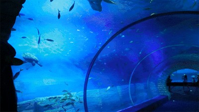 商丘水族館vs祥龍魚場（中國河南商丘水族館祥龍魚場在中國和馬來西亞均有業務）