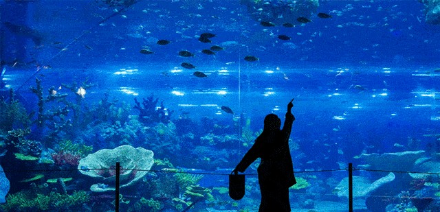 商丘水族館vs祥龍魚場（中國河南商丘水族館祥龍魚場在中國和馬來西亞均有業務）