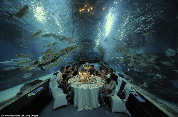 天津水族館vs祥龍魚場(chǎng)（天津水族館與祥龍魚場(chǎng)的區(qū)別）