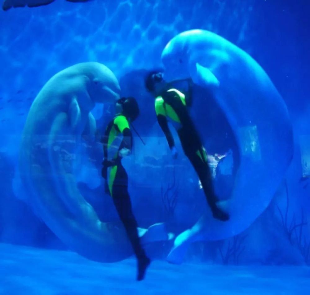 天津水族館vs祥龍魚場（天津水族館與祥龍魚場的區別）