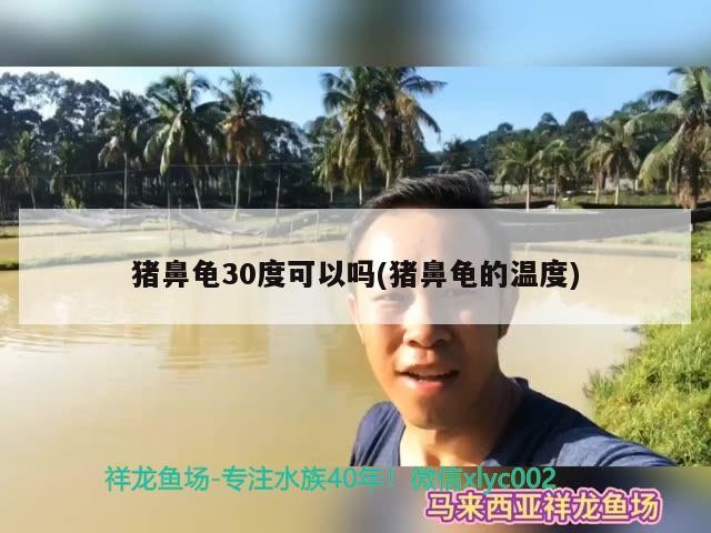 豬鼻龜30度可以嗎(豬鼻龜的溫度)