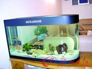 2024年金魚缸擺放位置：2024年金魚缸擺放位置的兩大原則，魚缸擺放位置不能胡亂擺放