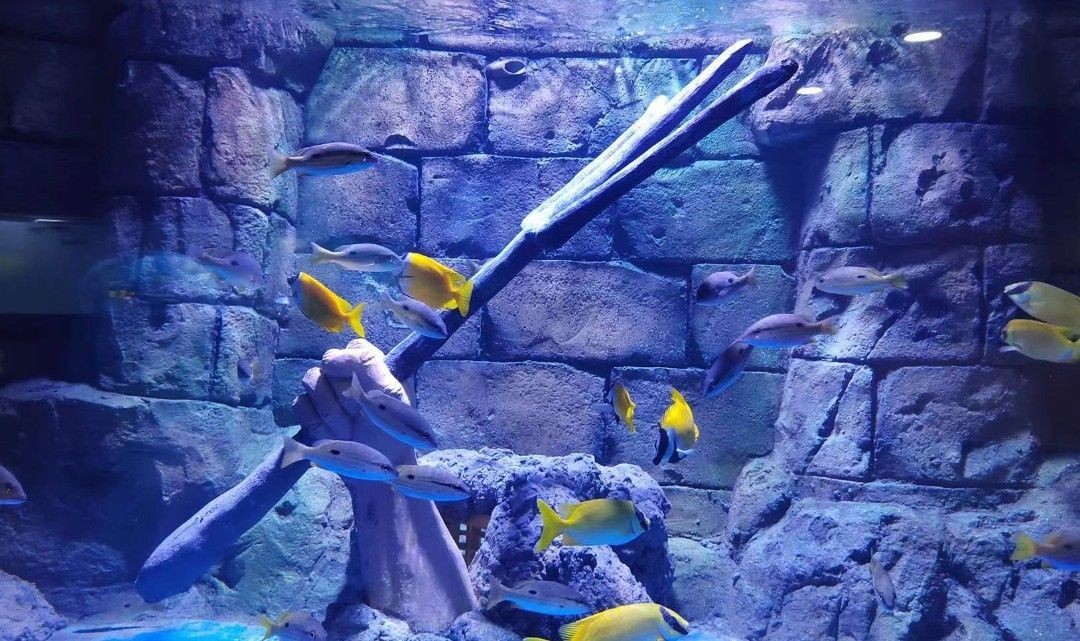 漯河水族館vs祥龍魚(yú)場(chǎng)（對(duì)比漯河水族館和祥龍魚(yú)場(chǎng)的相關(guān)信息）