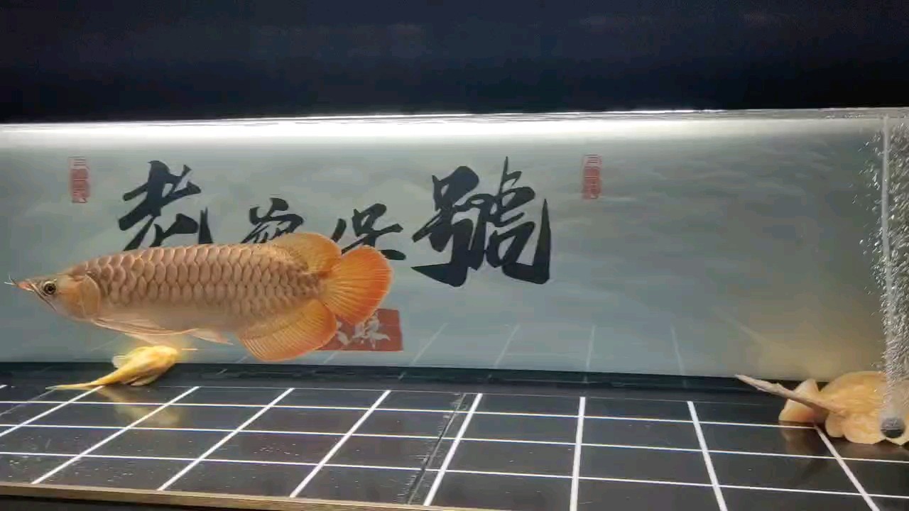 這游動的感覺，就一個字，舒服 這游動的感覺，就一個字，舒服 龍魚論壇