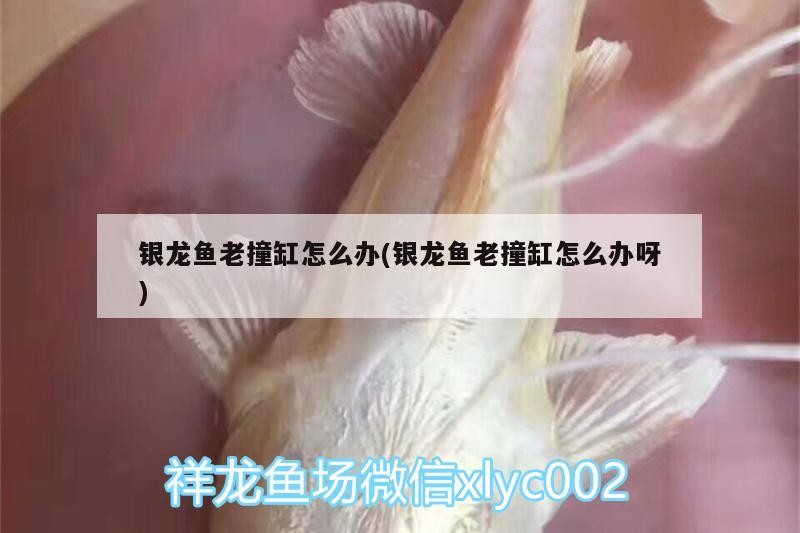銀龍魚老撞缸怎么辦(銀龍魚老撞缸怎么辦呀)