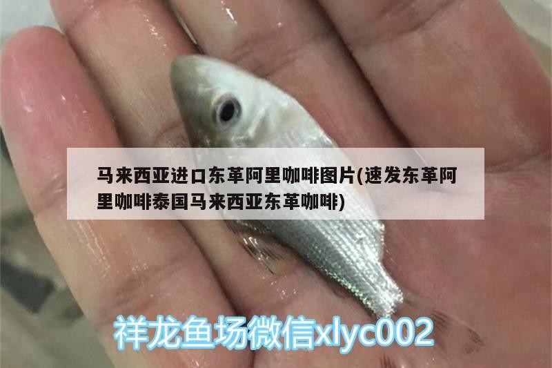 馬來西亞進(jìn)口東革阿里咖啡圖片(速發(fā)東革阿里咖啡泰國馬來西亞東革咖啡)