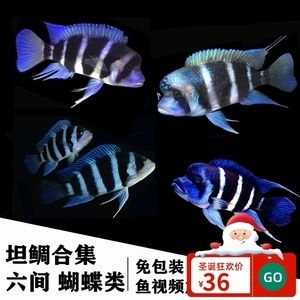 虎魚可以和蝴蝶鯉混養(yǎng)嗎：虎魚和蝴蝶鯉可以混養(yǎng)但需要注意以下幾點：虎魚和蝴蝶鯉可以混養(yǎng)
