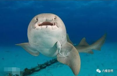 魟魚一周不喂會餓死嗎：魟魚一周不喂食會餓死嗎