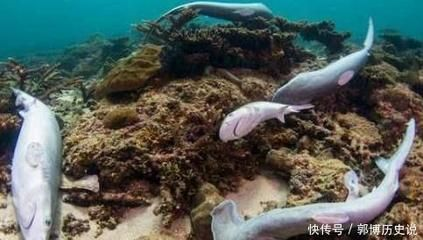 魟魚一周不喂會餓死嗎：魟魚一周不喂食會餓死嗎