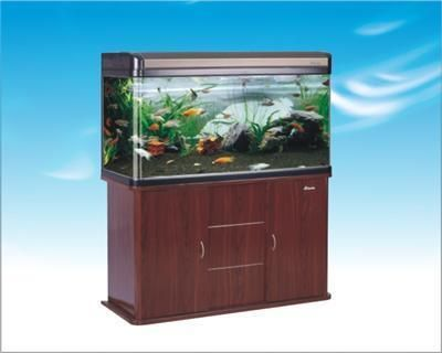 泰安水族館vs祥龍魚場（泰安水族館與祥龍魚場各有側重）
