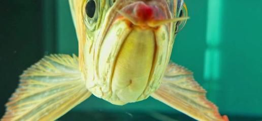 紅龍魚的眼睛長了白斑：紅龍魚眼睛長白斑可能由多種因素引起紅龍魚白斑的識別方法
