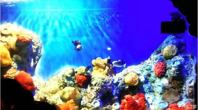 三門峽水族館vs祥龍魚場（三門峽水族館與祥龍魚場有什么區別？）