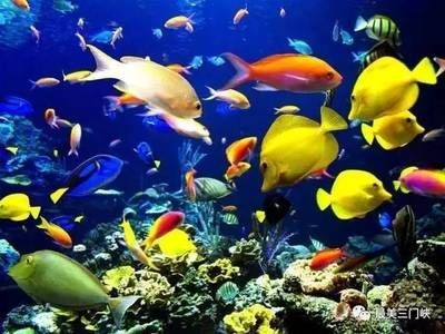 三門峽水族館vs祥龍魚場（三門峽水族館與祥龍魚場有什么區別？）