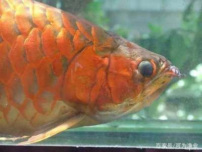 防止龍魚(yú)掉眼的小方法是什么
