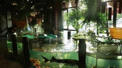 宜昌水族館vs祥龍魚場(宜昌水族館和祥龍魚場是一家集觀賞、科普、休閑、娛樂為一體的水族館) 全國水族館企業名錄 第6張 宜昌水族館vs祥龍魚場(宜昌水族館和祥龍魚場是一家集觀賞、科普、休閑、娛樂為一體的水族館) 宜昌水族館vs祥龍魚場(宜昌水族館和祥龍魚場是一家集觀賞、科普、休閑、娛樂為一體的水族館) 全國水族館企業名錄 第6張
