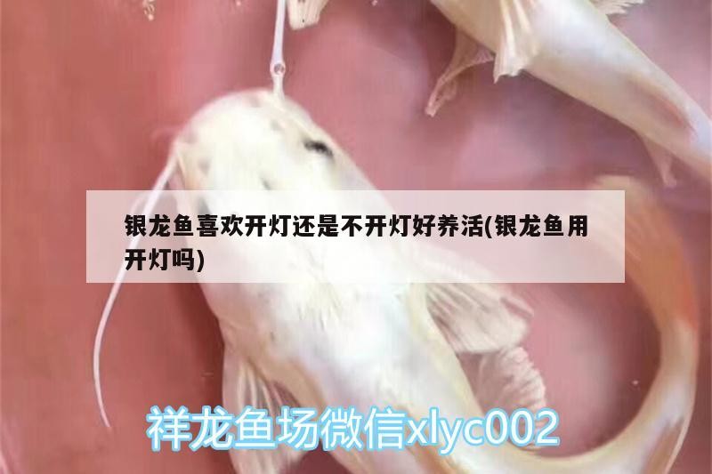 銀龍魚喜歡開燈還是不開燈好養活(銀龍魚用開燈嗎)