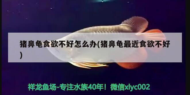 豬鼻龜食欲不好怎么辦(豬鼻龜最近食欲不好) 豬鼻龜百科 第2張 豬鼻龜食欲不好怎么辦(豬鼻龜最近食欲不好) 豬鼻龜食欲不好怎么辦(豬鼻龜最近食欲不好) 豬鼻龜百科 第2張