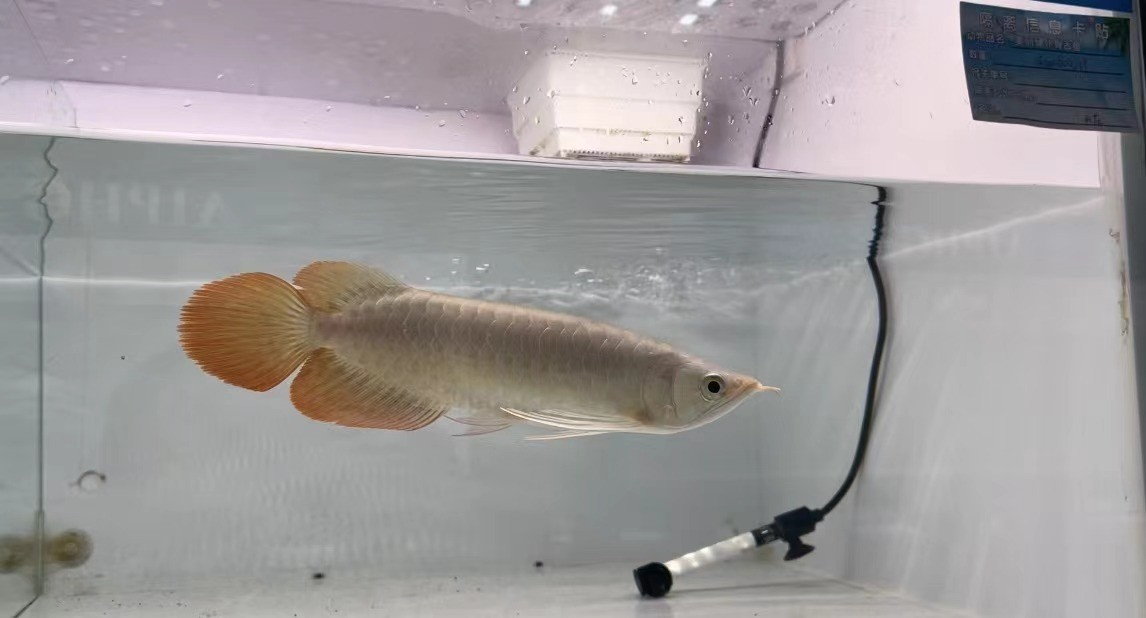 30號右缸-印尼大湖純血小紅龍，越大越漂亮品種。