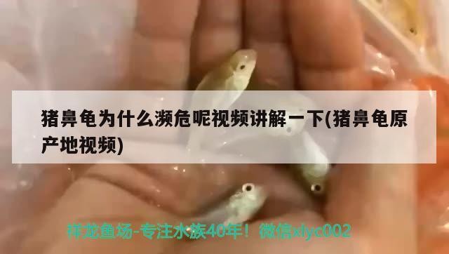 豬鼻龜為什么瀕危呢視頻講解一下(豬鼻龜原產(chǎn)地視頻)