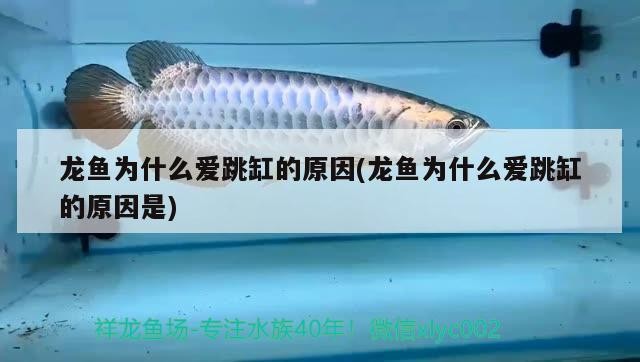 龍魚為什么愛(ài)跳缸的原因(龍魚為什么愛(ài)跳缸的原因是)