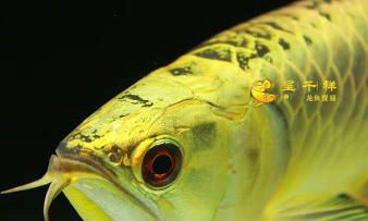 白子魟魚和皇冠魟魚哪個好養(yǎng) 白子魟魚和皇冠魟魚哪個好養(yǎng) 魟魚百科 第3張