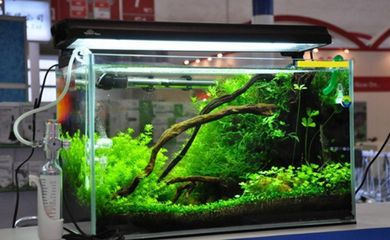 604545的魚缸適合養什么魚：60,45,45的魚缸適合養什么魚