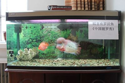 604545的魚缸適合養(yǎng)什么魚：60,45,45的魚缸適合養(yǎng)什么魚