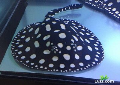 魟魚腸胃炎的癥狀：魟魚腸胃炎有哪些癥狀
