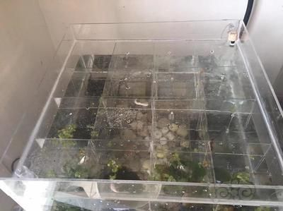 斗魚缸需要加蓋嗎？：熱帶魚飼養技巧熱帶魚的飼養技巧熱帶魚的飼養技巧