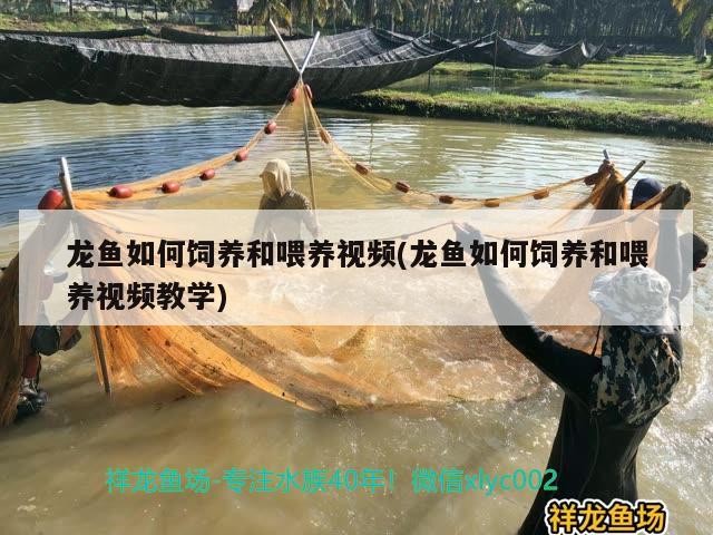 龍魚如何飼養和喂養視頻(龍魚如何飼養和喂養視頻教學)