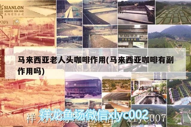 馬來西亞老人頭咖啡作用(馬來西亞咖啡有副作用嗎)