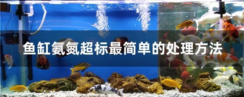 魚缸氨氮超標最簡單的處理方法