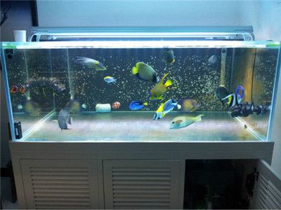 大魚缸怎么清理換水視頻：大魚缸怎么清理換水