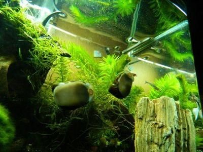 大魚缸怎么清理換水視頻：大魚缸怎么清理換水
