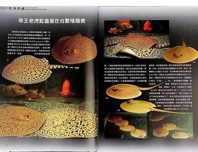 魟魚繁殖技術有哪些特點和作用：魟魚的繁殖技術有哪些特點和作用