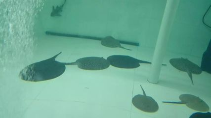 魟魚繁殖技術有哪些特點和作用：魟魚的繁殖技術有哪些特點和作用