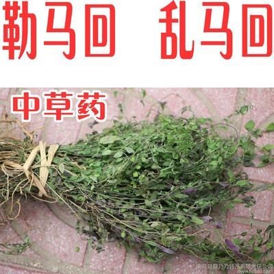 草藥亂馬回是什么樣子（亂馬回的功效與應用） 草藥亂馬回是什么樣子（亂馬回的功效與應用） 全國水族館企業名錄 第1張