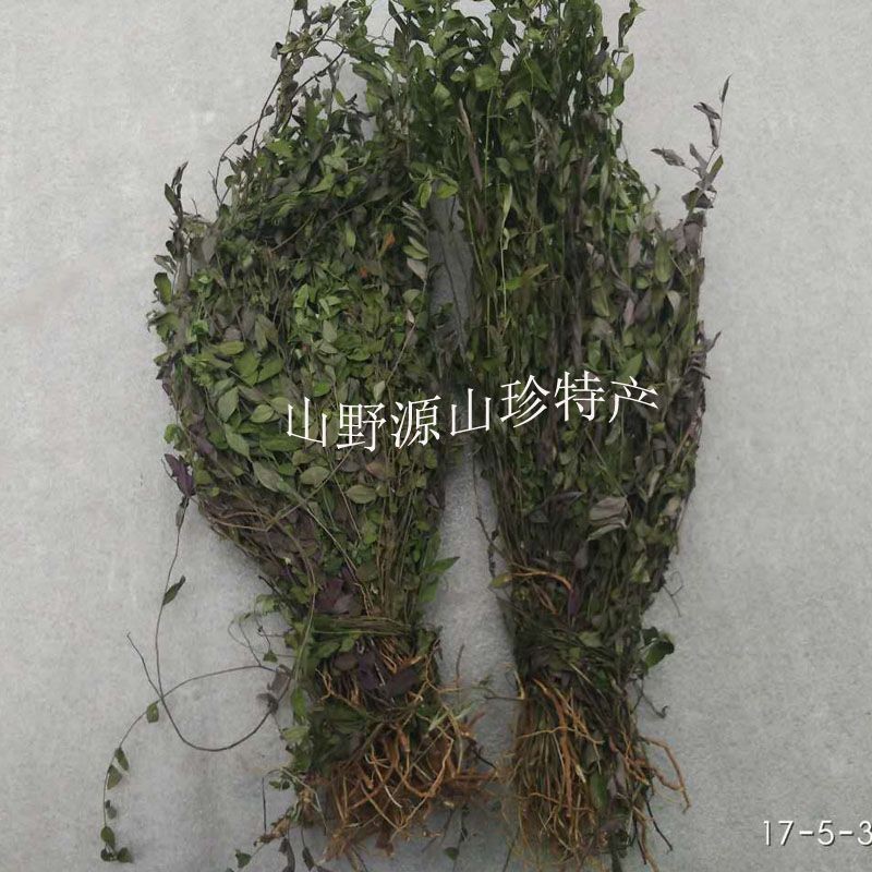 草藥亂馬回是什么樣子（亂馬回的功效與應用） 草藥亂馬回是什么樣子（亂馬回的功效與應用） 全國水族館企業名錄 第4張