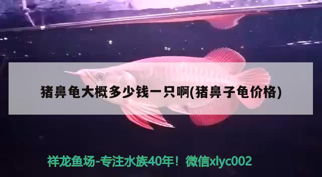豬鼻龜大概多少錢一只啊(豬鼻子龜價格)