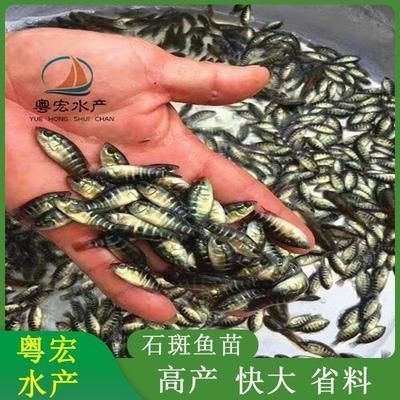 8公分虎魚苗喂什么飼料長得快：8公分的虎魚苗喂什么飼料長得快