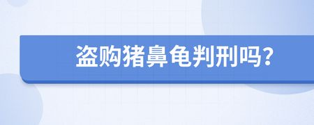 買豬鼻龜判刑多久：買賣豬鼻龜犯法嗎