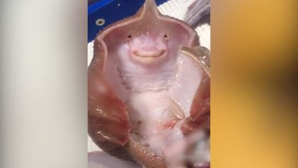 魟魚吃太飽有什么反應：魟魚吃太飽會有什么反應
