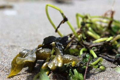 福魟魟魚常見疾病及癥狀：福[需手動填充][需手動填充]魚在養殖過程中可能遭遇的常見疾病及其癥狀 福魟魟魚常見疾病及癥狀：福[需手動填充][需手動填充]魚在養殖過程中可能遭遇的常見疾病及其癥狀 龍魚論壇 第5張
