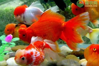 觀賞魚的心情說說文案(世界各地的觀賞魚文化觀賞魚文化觀賞魚文化與文化) iwish愛唯希品牌魚缸 第1張 觀賞魚的心情說說文案(世界各地的觀賞魚文化觀賞魚文化觀賞魚文化與文化) 觀賞魚的心情說說文案(世界各地的觀賞魚文化觀賞魚文化觀賞魚文化與文化) iwish愛唯希品牌魚缸 第1張