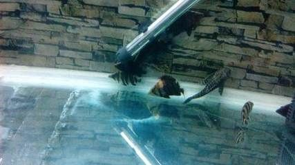 印尼虎魚倒立怎么回事：印尼虎魚倒立可能有多種原因 印尼虎魚倒立怎么回事：印尼虎魚倒立可能有多種原因 虎魚百科 第2張