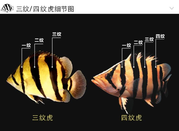 泰國虎魚與印尼虎魚區別：泰國虎魚與印尼虎魚的區別 泰國虎魚與印尼虎魚區別：泰國虎魚與印尼虎魚的區別 虎魚百科 第1張