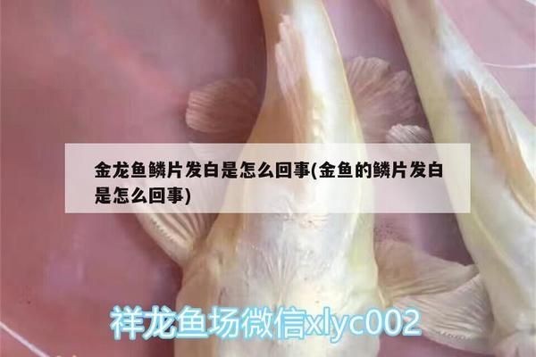 龍魚撞掉鱗長出鱗片顏色變深vs祥龍魚場：祥龍魚場龍魚鱗片再生過程解析龍魚鱗片再生過程解析 龍魚撞掉鱗長出鱗片顏色變深vs祥龍魚場：祥龍魚場龍魚鱗片再生過程解析龍魚鱗片再生過程解析 vs祥龍魚場 第5張